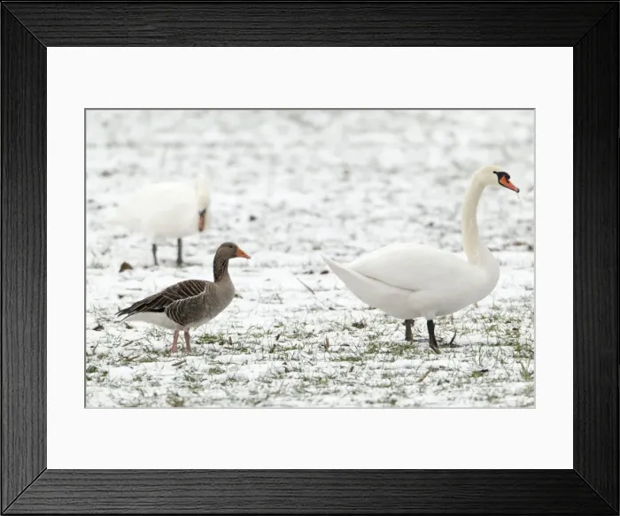 Framed Print : Picture No. 10893966 Framed Print : Picture No. 10893966