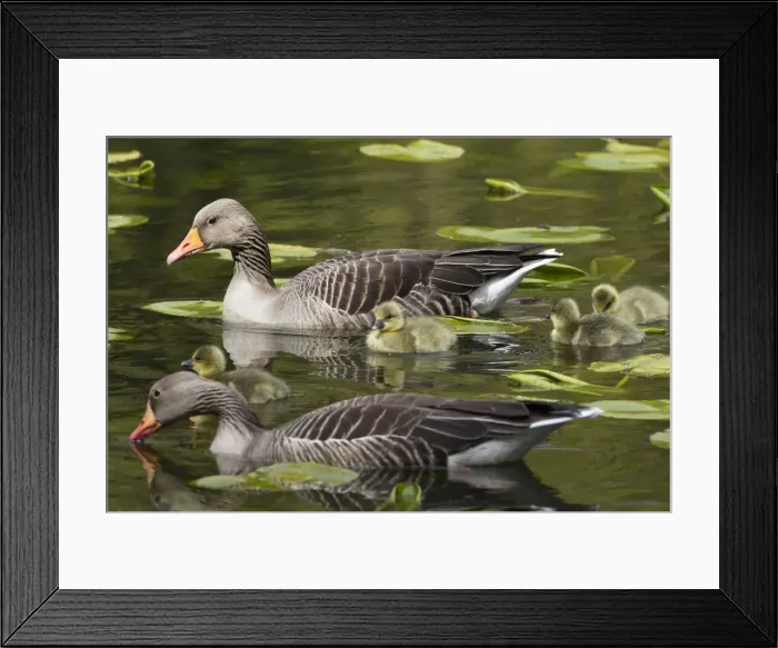 Framed Print : Picture No. 10893964 Framed Print : Picture No. 10893964