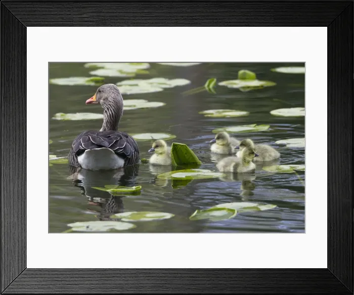 Framed Print : Picture No. 10893963 Framed Print : Picture No. 10893963