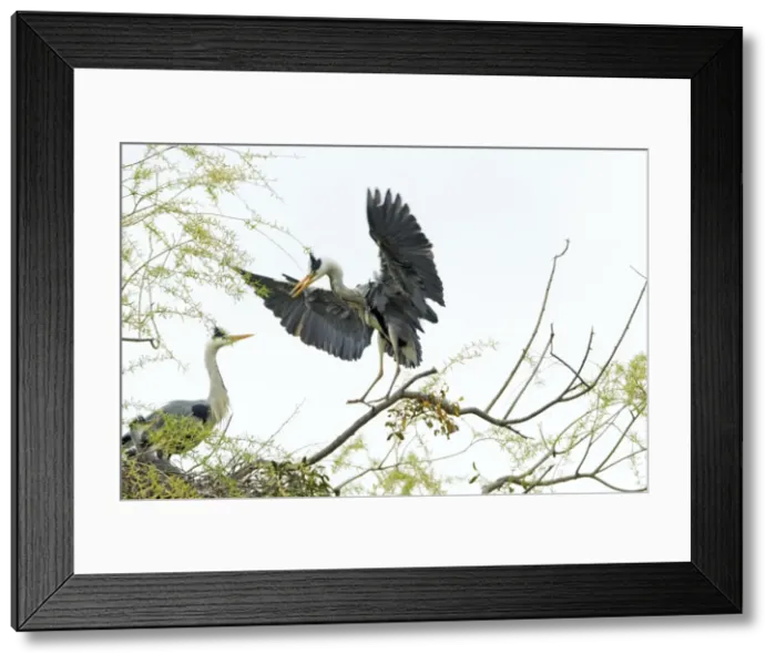Framed Print : Picture No. 10893968 Framed Print : Picture No. 10893968