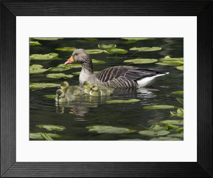 Framed Print : Picture No. 10893965