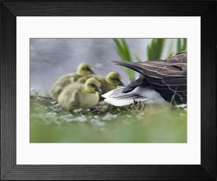 Framed Print : Picture No. 10893960