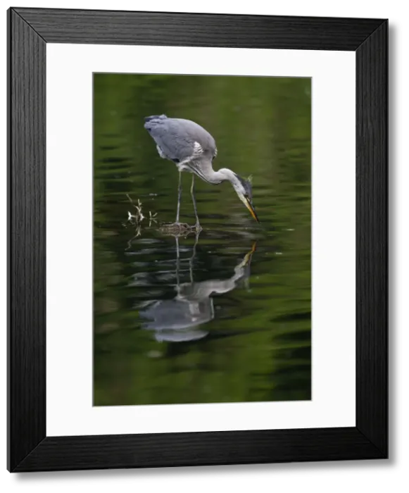 Framed Print : Picture No. 10893972 Framed Print : Picture No. 10893972