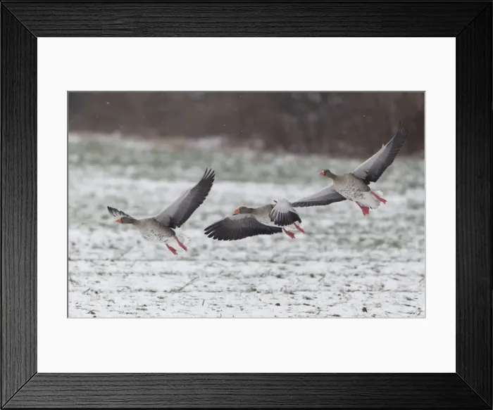 Framed Print : Picture No. 10893967 Framed Print : Picture No. 10893967