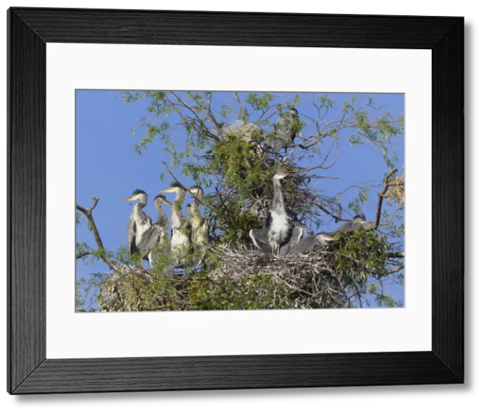 Framed Print : Picture No. 10893973 Framed Print : Picture No. 10893973