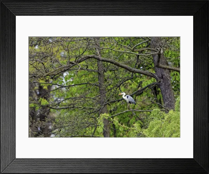 Framed Print : Picture No. 10893969 Framed Print : Picture No. 10893969
