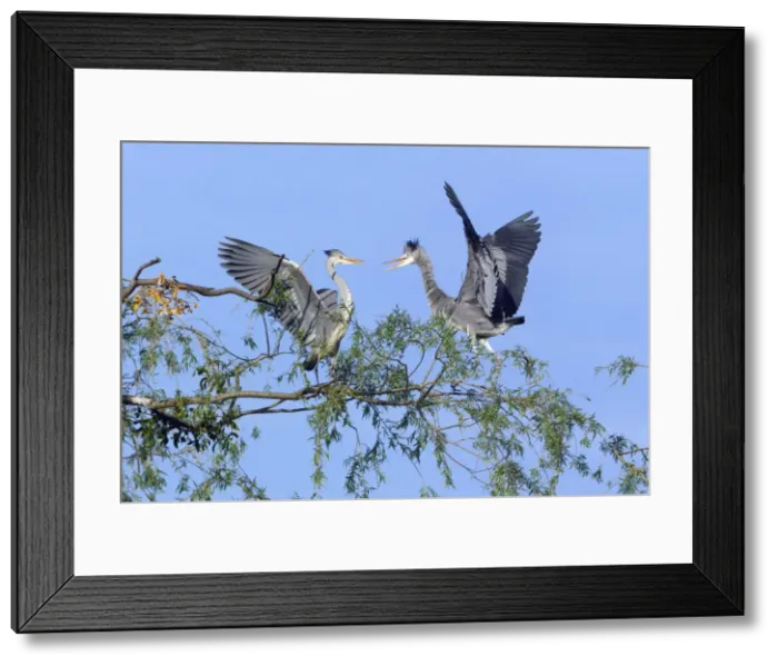 Framed Print : Picture No. 10893974 Framed Print : Picture No. 10893974