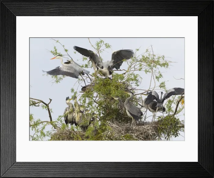 Framed Print : Picture No. 10893975 Framed Print : Picture No. 10893975