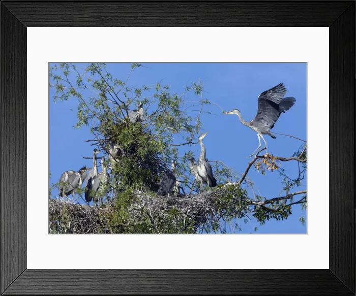 Framed Print : Picture No. 10893971 Framed Print : Picture No. 10893971