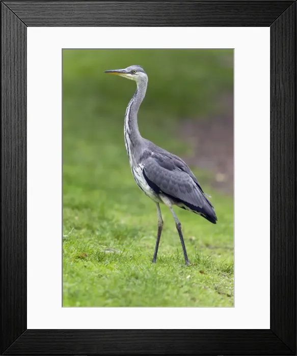 Framed Print : Picture No. 10893979 Framed Print : Picture No. 10893979