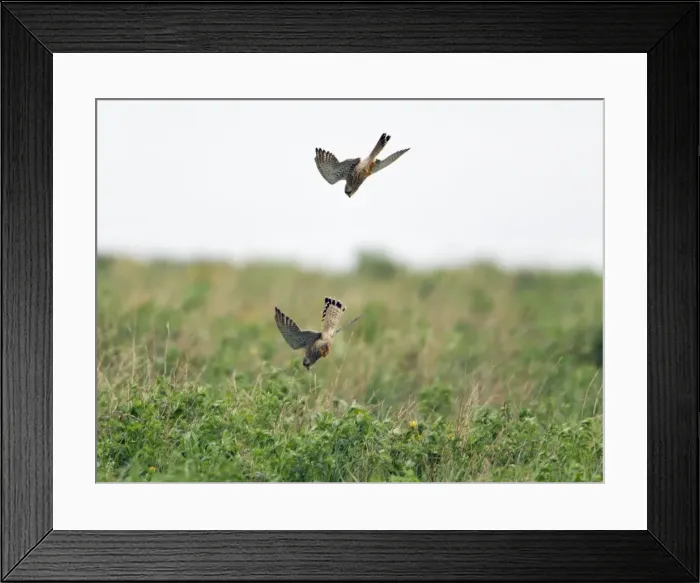 Framed Print : Picture No. 10893984 Framed Print : Picture No. 10893984