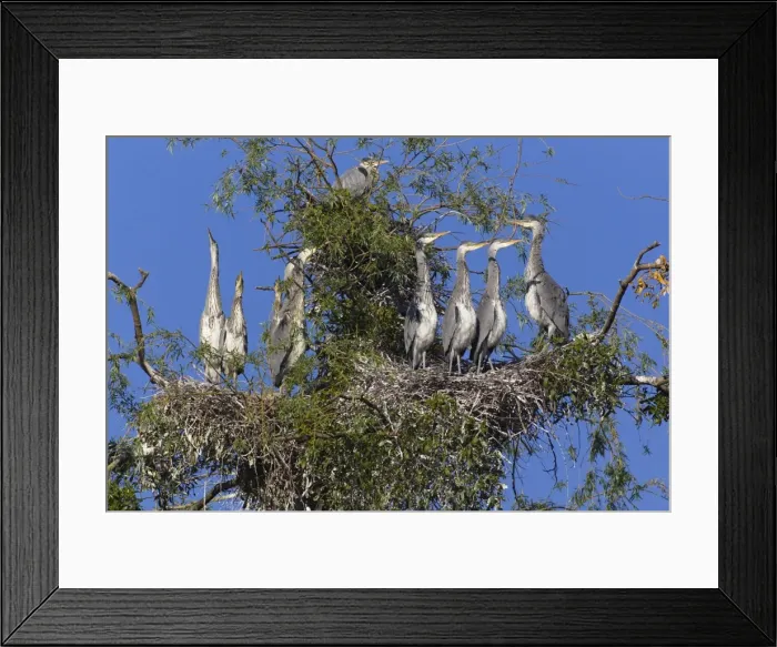 Framed Print : Picture No. 10893977 Framed Print : Picture No. 10893977