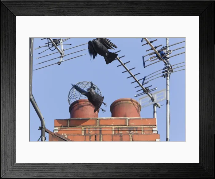 Framed Print : Picture No. 10893982 Framed Print : Picture No. 10893982