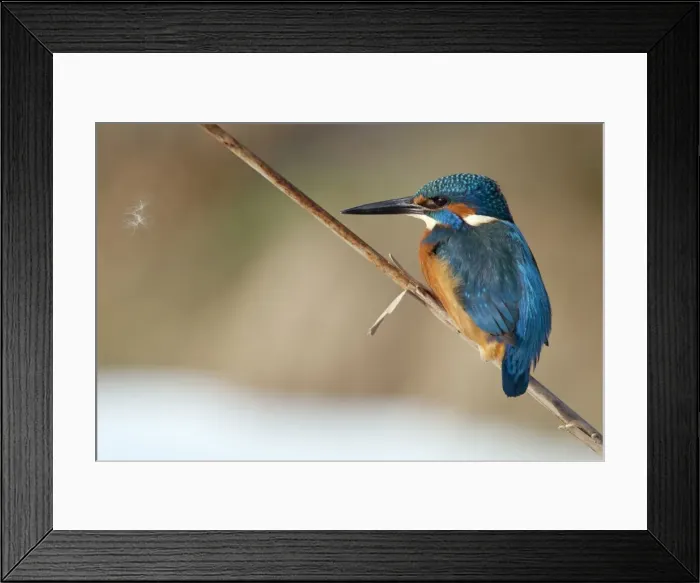 Framed Print : Picture No. 10893987 Framed Print : Picture No. 10893987