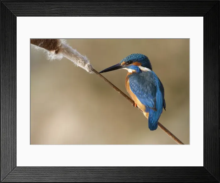 Framed Print : Picture No. 10893988 Framed Print : Picture No. 10893988