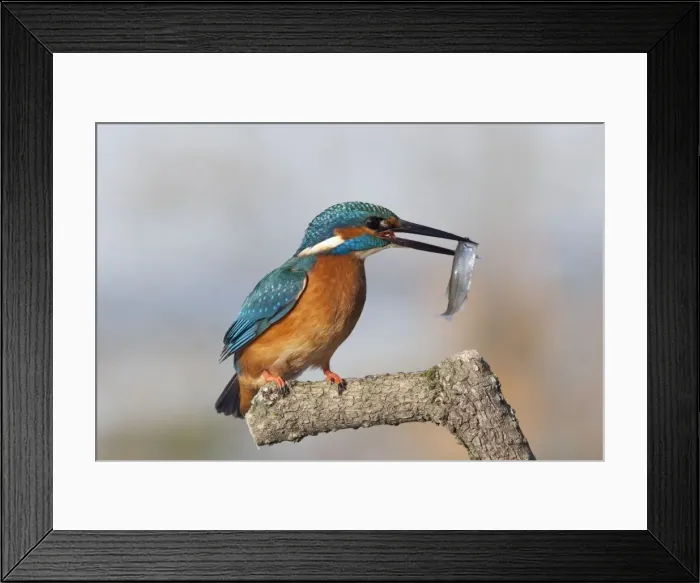 Framed Print : Picture No. 10893986 Framed Print : Picture No. 10893986