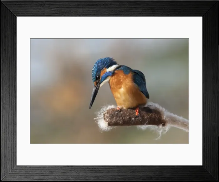 Framed Print : Picture No. 10893989 Framed Print : Picture No. 10893989