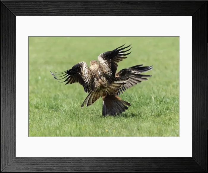 Framed Print : Picture No. 10893991 Framed Print : Picture No. 10893991