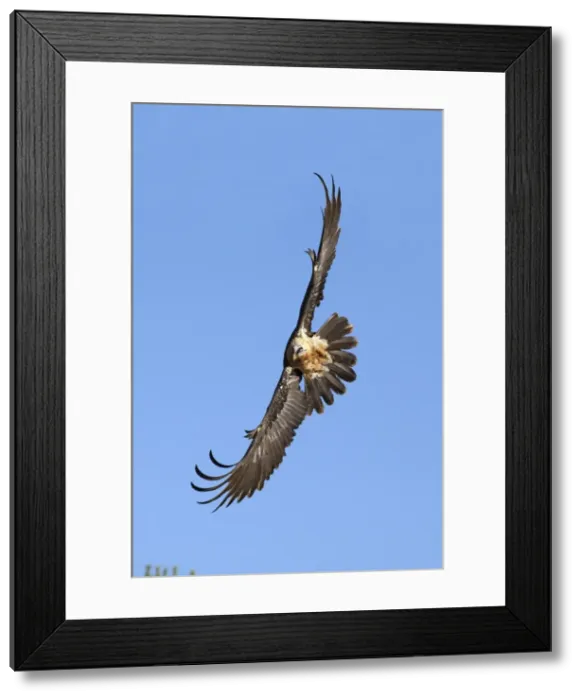 Framed Print : Picture No. 10893994 Framed Print : Picture No. 10893994