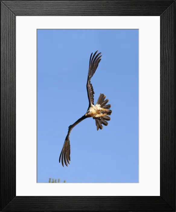 Framed Print : Picture No. 10893995 Framed Print : Picture No. 10893995