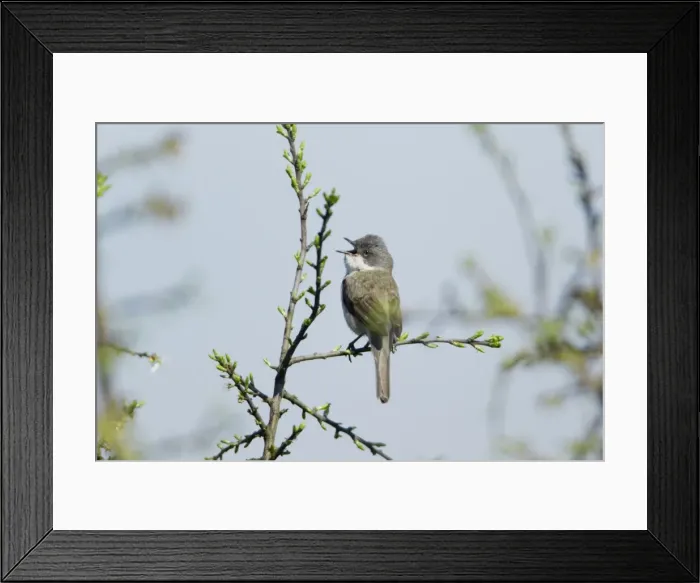Framed Print : Picture No. 10893996 Framed Print : Picture No. 10893996