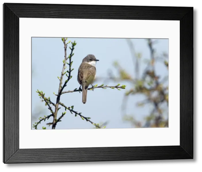 Framed Print : Picture No. 10893997 Framed Print : Picture No. 10893997