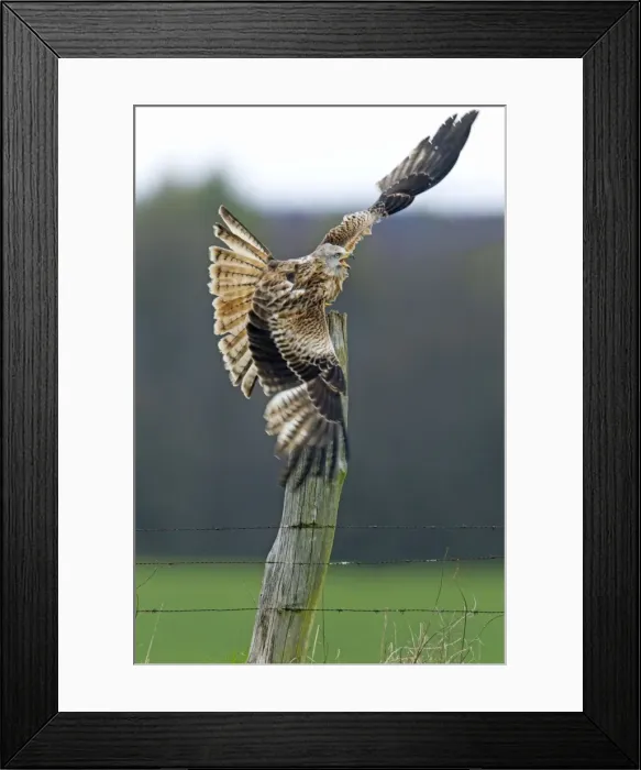 Framed Print : Picture No. 10893992 Framed Print : Picture No. 10893992