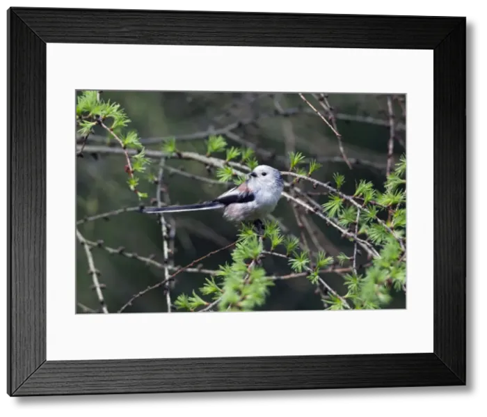 Framed Print : Picture No. 10893998 Framed Print : Picture No. 10893998