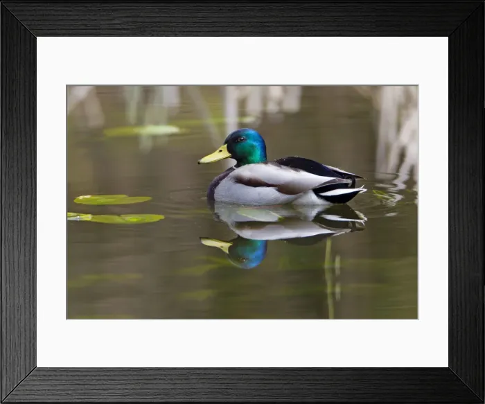 Framed Print : Picture No. 10894001 Framed Print : Picture No. 10894001