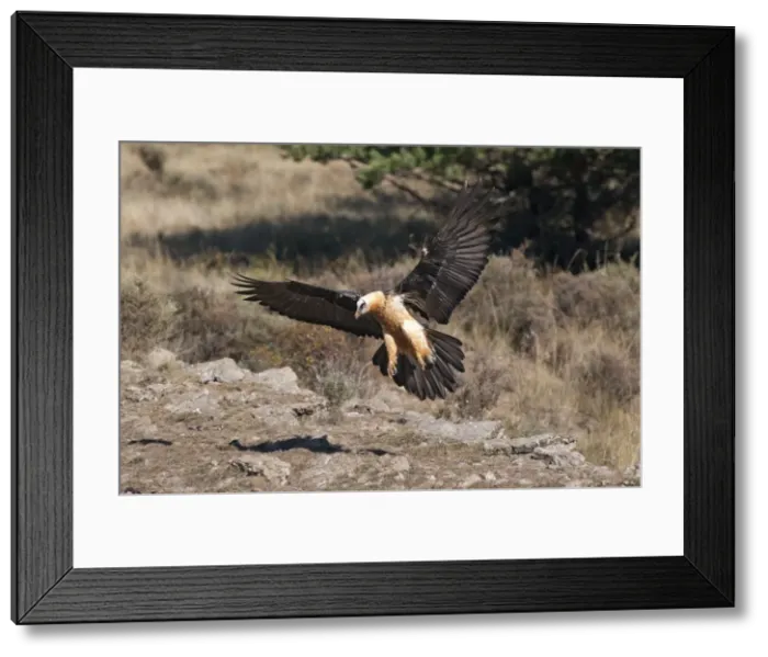 Framed Print : Picture No. 10893993 Framed Print : Picture No. 10893993