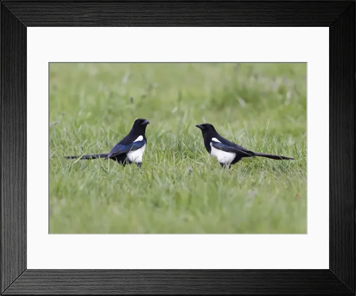 Framed Print : Picture No. 10893999 Framed Print : Picture No. 10893999