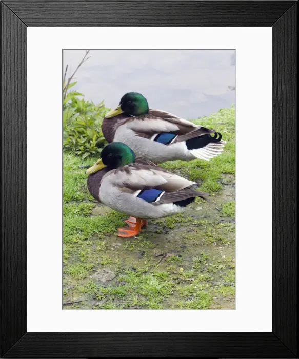 Framed Print : Picture No. 10894003 Framed Print : Picture No. 10894003