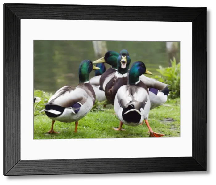 Framed Print : Picture No. 10894004 Framed Print : Picture No. 10894004