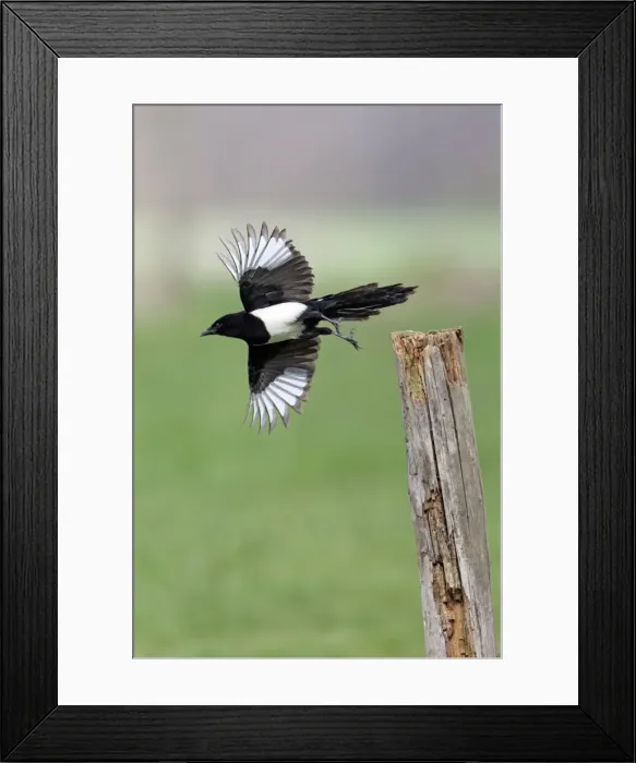 Framed Print : Picture No. 10894000 Framed Print : Picture No. 10894000
