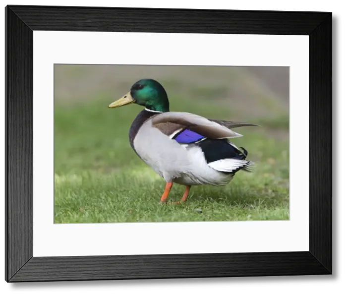 Framed Print : Picture No. 10894006 Framed Print : Picture No. 10894006