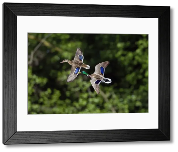 Framed Print : Picture No. 10894005 Framed Print : Picture No. 10894005