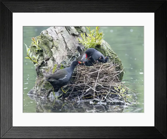 Framed Print : Picture No. 10894008 Framed Print : Picture No. 10894008