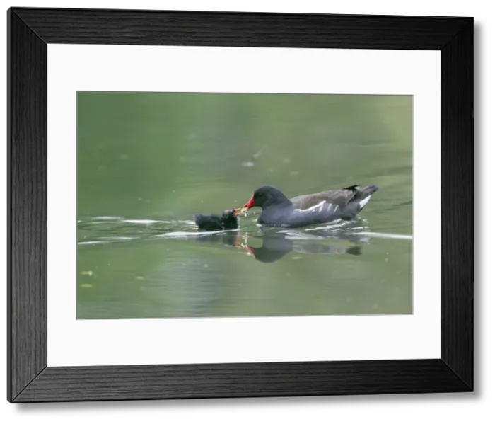 Framed Print : Picture No. 10894010 Framed Print : Picture No. 10894010