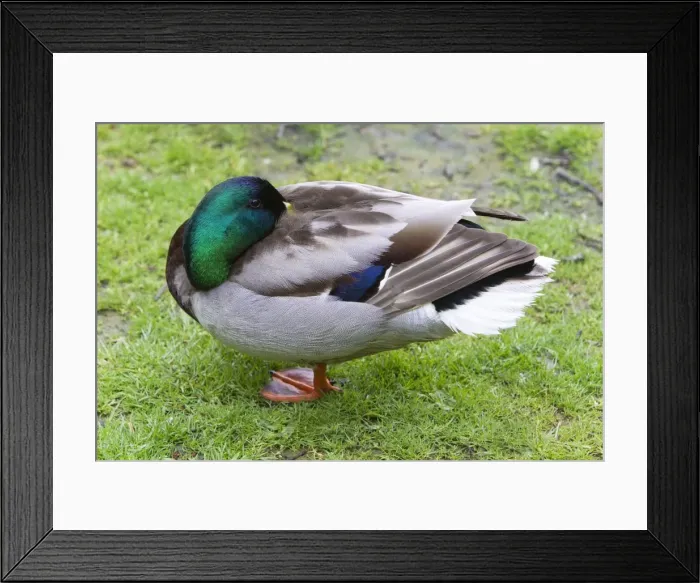 Framed Print : Picture No. 10894002 Framed Print : Picture No. 10894002