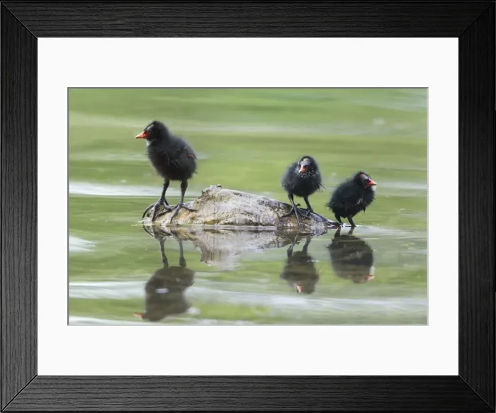 Framed Print : Picture No. 10894013 Framed Print : Picture No. 10894013