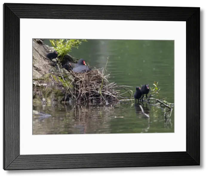 Framed Print : Picture No. 10894011