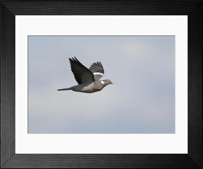 Framed Print : Picture No. 10894016 Framed Print : Picture No. 10894016
