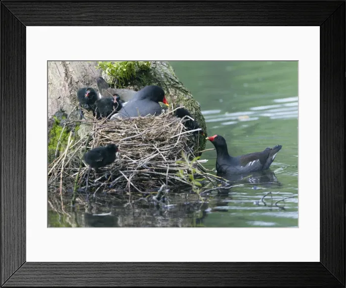Framed Print : Picture No. 10894012 Framed Print : Picture No. 10894012