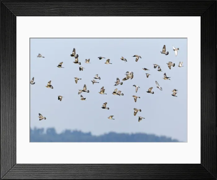 Framed Print : Picture No. 10894017 Framed Print : Picture No. 10894017