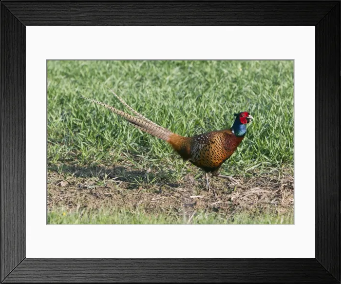 Framed Print : Picture No. 10894015 Framed Print : Picture No. 10894015