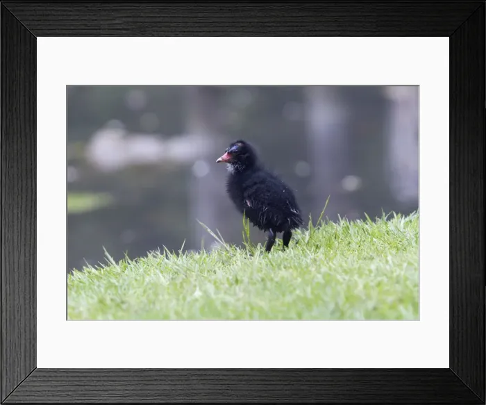 Framed Print : Picture No. 10894014 Framed Print : Picture No. 10894014