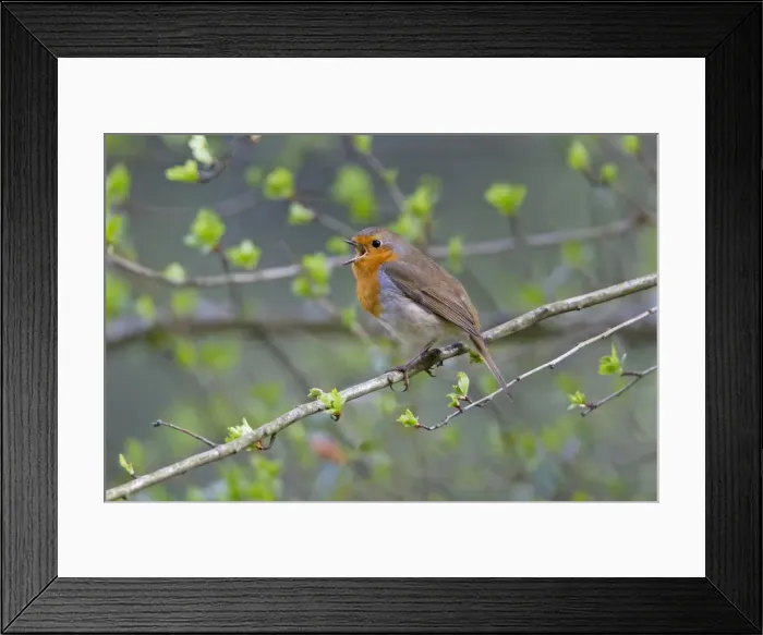Framed Print : Picture No. 10894022 Framed Print : Picture No. 10894022