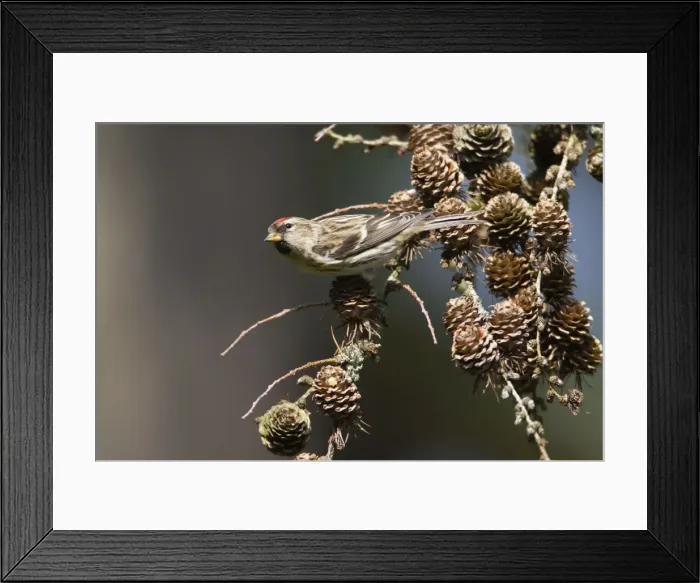 Framed Print : Picture No. 10894019 Framed Print : Picture No. 10894019
