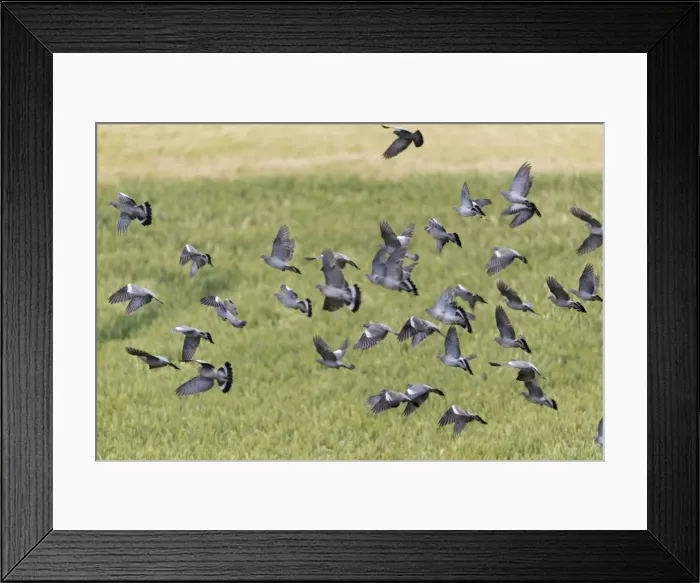 Framed Print : Picture No. 10894018 Framed Print : Picture No. 10894018