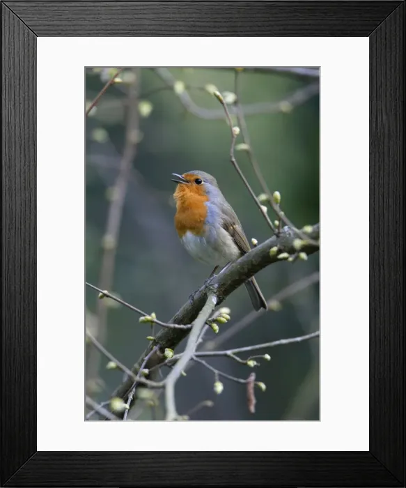Framed Print : Picture No. 10894024 Framed Print : Picture No. 10894024